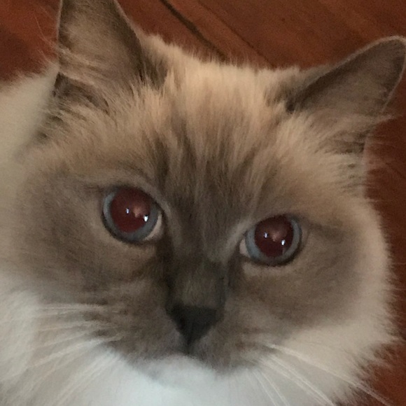 Meet your Posher, Nella - Picture 5 of 13